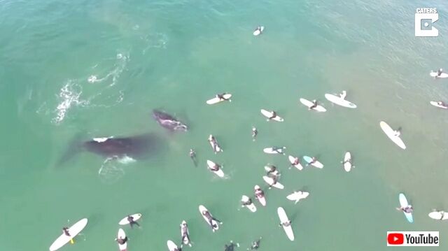 whalencalf6_640