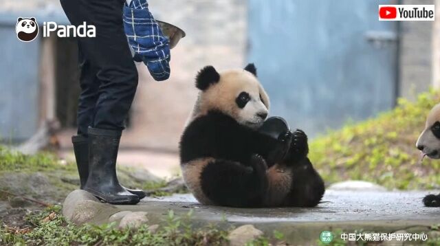 untidypandas4_640