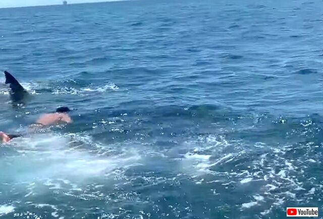 swimwithshark2_640