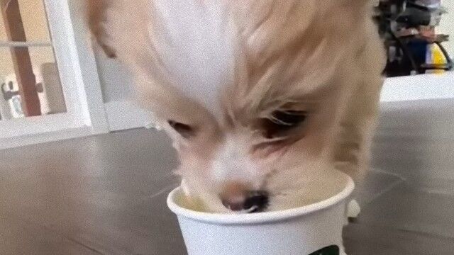 これが犬まっしぐらか パプチーノから顔を離さない子犬に起きたかわいいハプニング マランダー