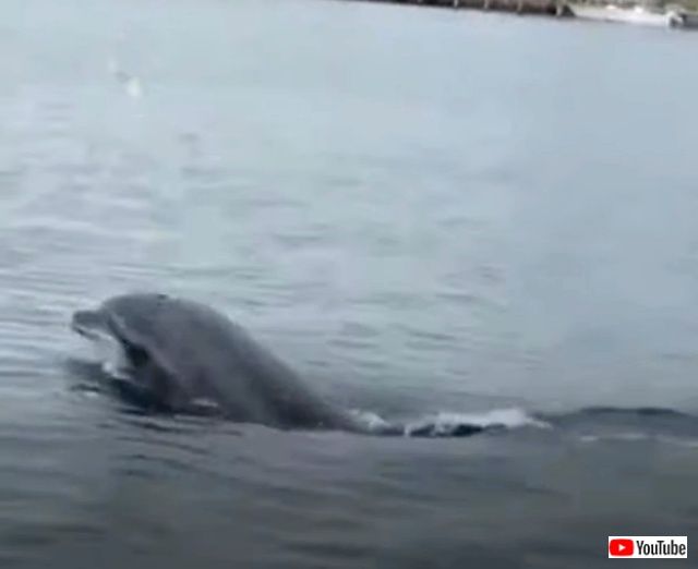 dolphinjuggling3_640