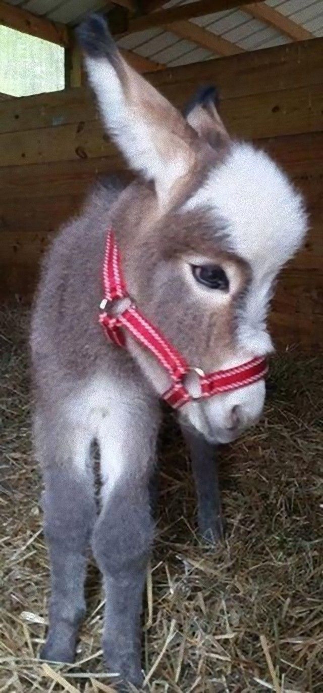 donkey15_e