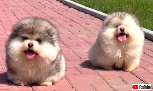chubberpupperbois5_640