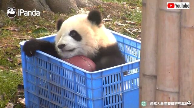 pandasnbaskets2_640