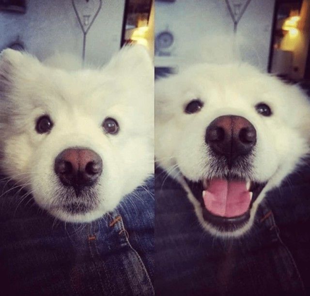 goodboy8_e