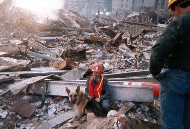 911dogs3_e