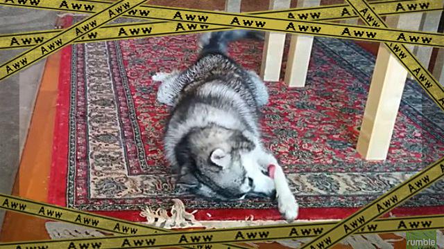 wetdog1-frame