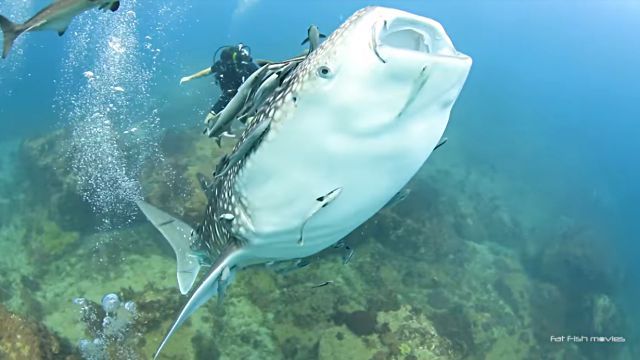 whalesharkbaby5