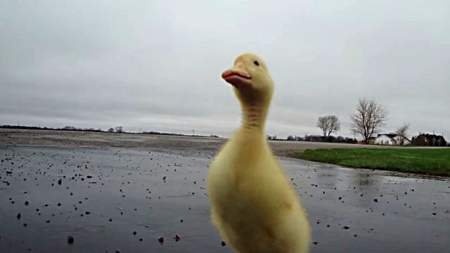 duckbaby2