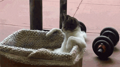 15 Of The Weirdest Things Cat Owners