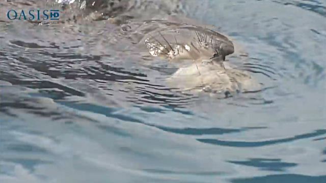 sealndolphin3