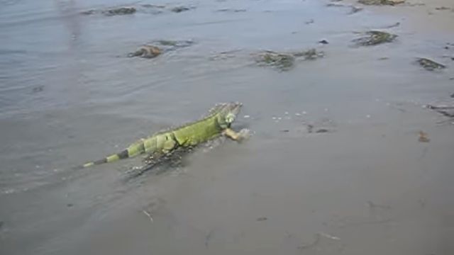 iguanabeach2