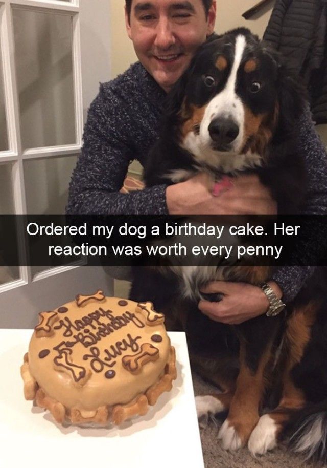 hilarious-dog-snapchats8_e