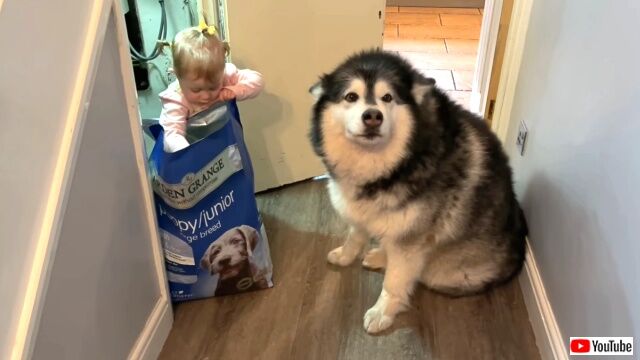 feeddogs7_640