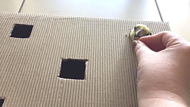 whatsinbox1