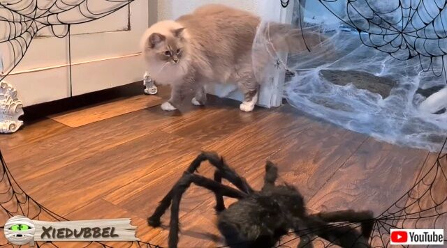 spider3_640