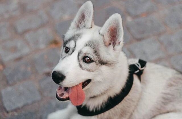 子犬のお顔にゴーグルが 生まれつき目の周りにメガネ模様のあるハスキー マランダー 子犬のお顔にゴーグルが 生まれつき目の周りにメガネ模様のあるハスキー マランダー