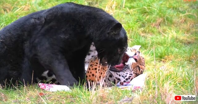 jaguars4_640