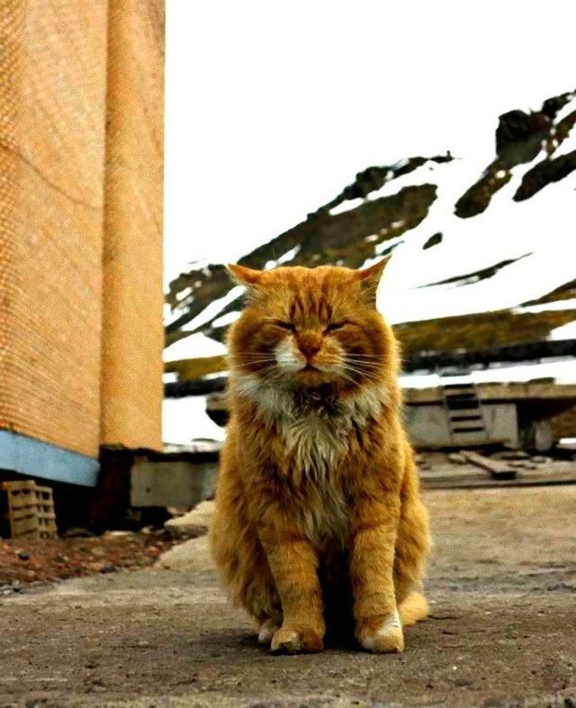 catintheworld18_e
