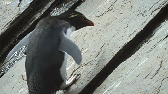 penguins4