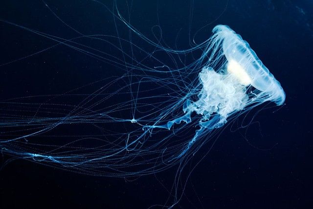 underwater-jellyfish-alexander-semenov-aquatis-13-2_e