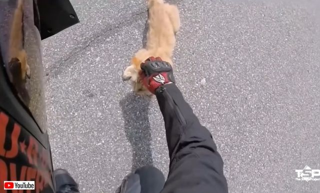 bikershelpinganimals1_batch