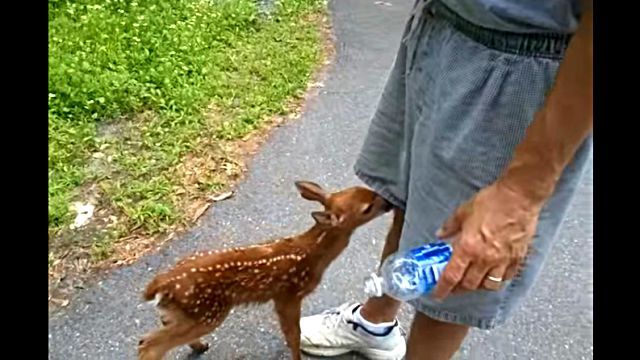 babydeer3