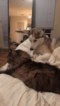 catndog14