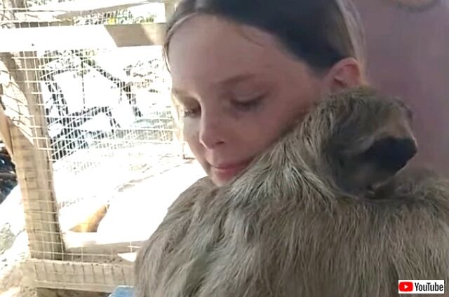sloth2_640