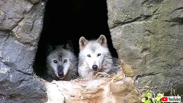 wolves2_640