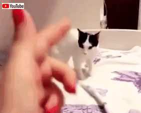 撃つぞ バーン や やられたにゃ リアルな演技で撃たれた真似をする猫 マランダー 撃つぞ バーン や やられたにゃ リアルな演技で撃たれた真似をする猫 マランダー