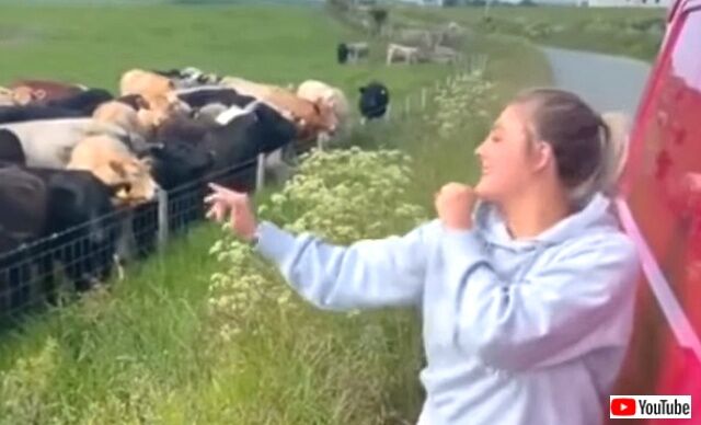 cows3_640