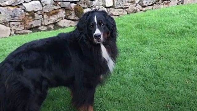 dogschoolbus0