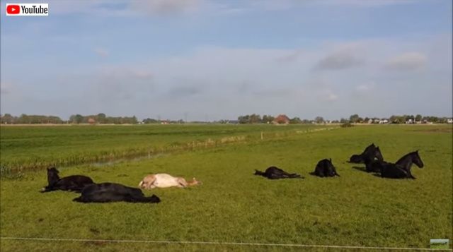馬も横になって眠るんだね フリージアンホースたちの朝のひと時 マランダー 馬も横になって眠るんだね フリージアンホースたちの朝のひと時 マランダー