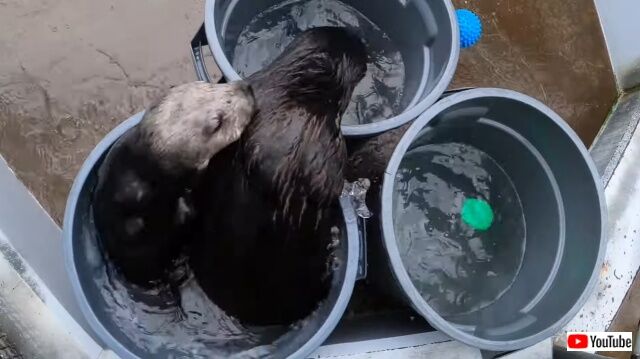 seaotters4_640