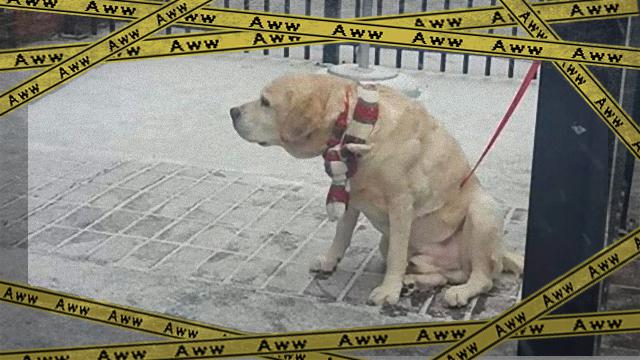 dog-f_e-frame