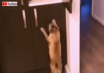 bestpets201911_2