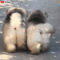 9月になっても猛暑注意 もっふもふの子犬たちでもっと暑くなってみる マランダー