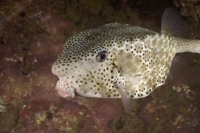 pufferfish12_e