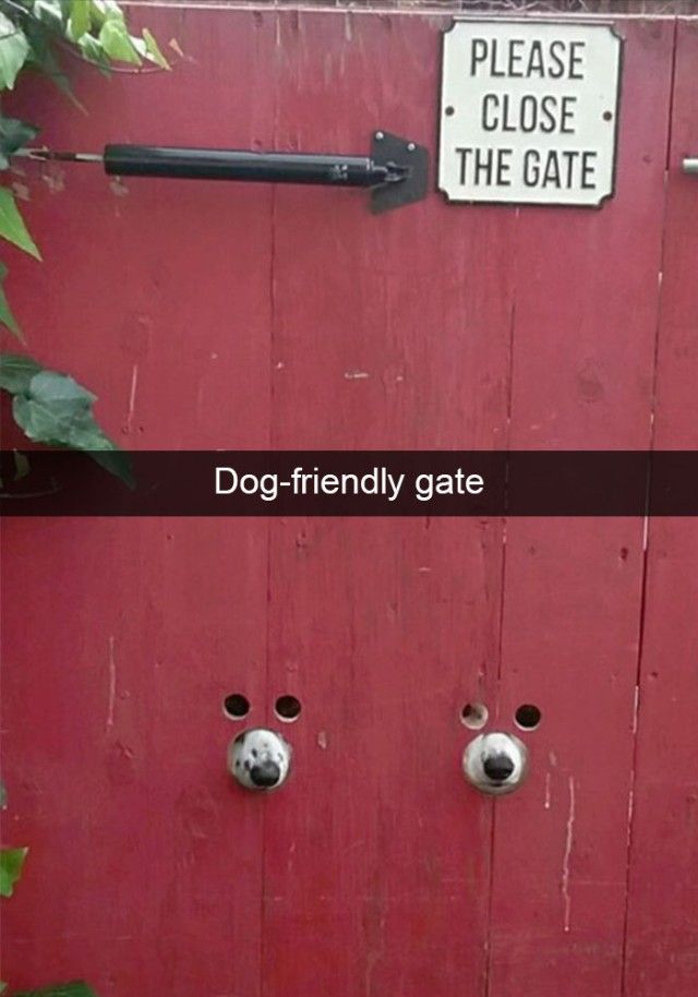 hilarious-dog-snapchats14_e