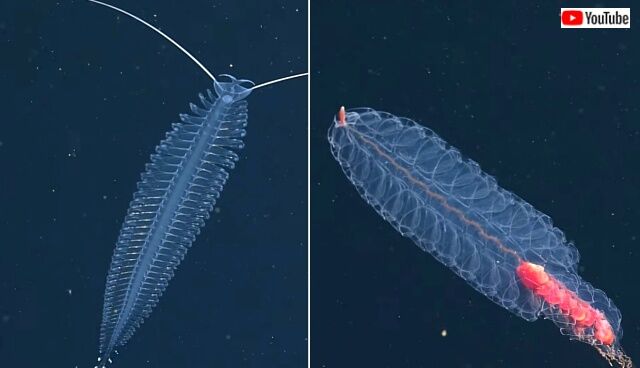 mbari2020_3_12_640