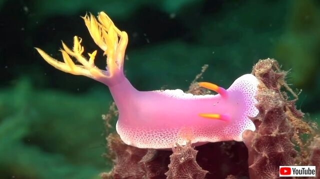 seaslugs3_640