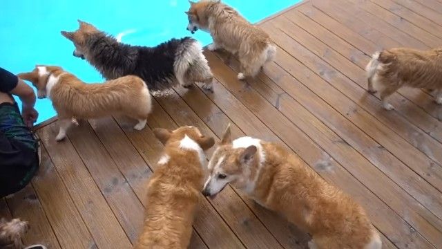 corgiswiming2_e