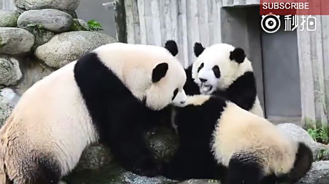 furopanda7