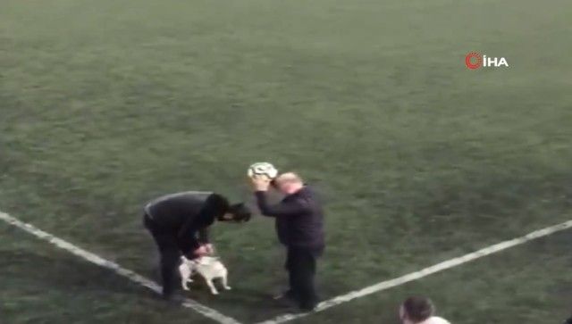 footballdog17_e