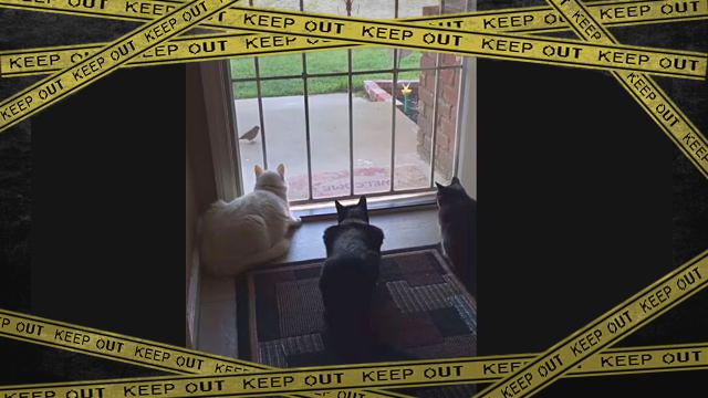 birdcatdog1-frame