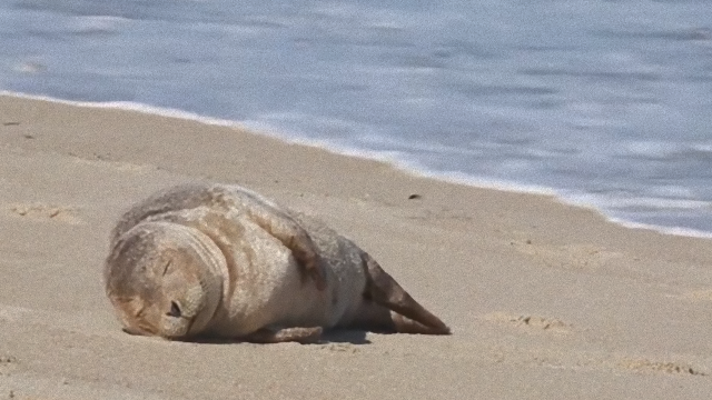 seal-3_e