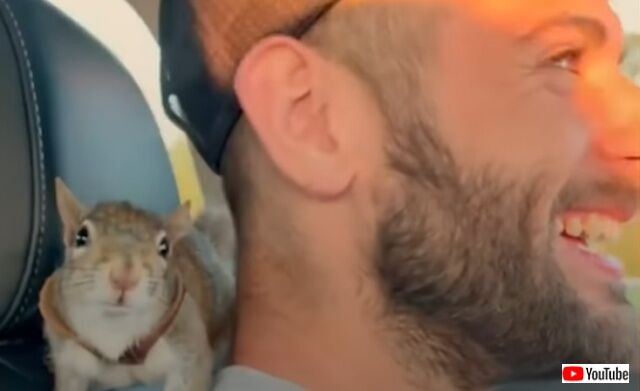 rescuesquirrel1_640