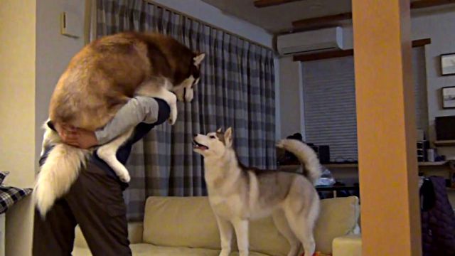 husky4