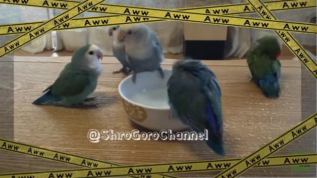 parrots-1 [www-frame